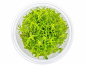 Preview: Grazile Rotala - Rotala sp. ´Wayanad´ in vitro